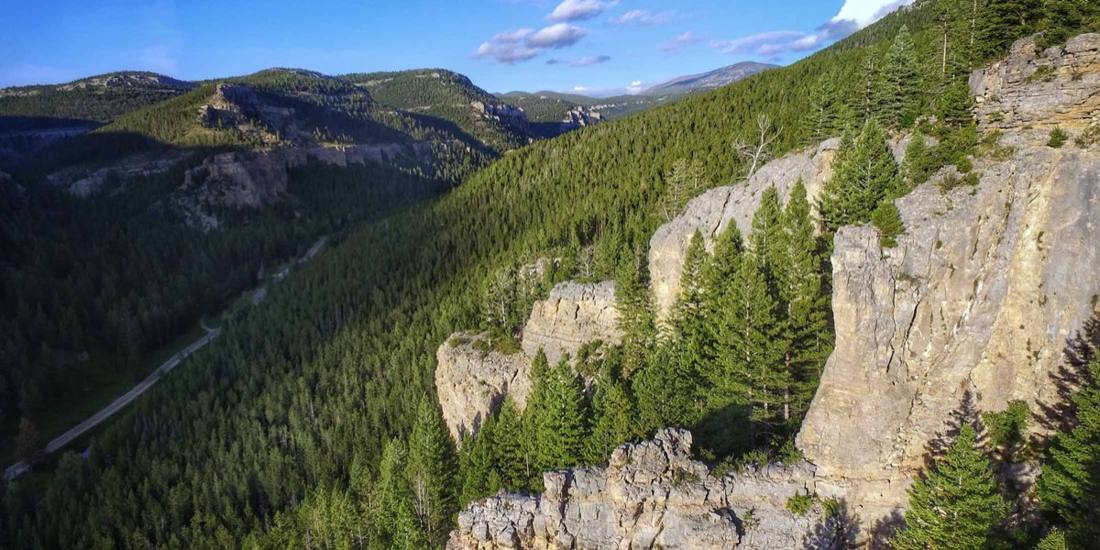 Forested canyon with limestone cliffs