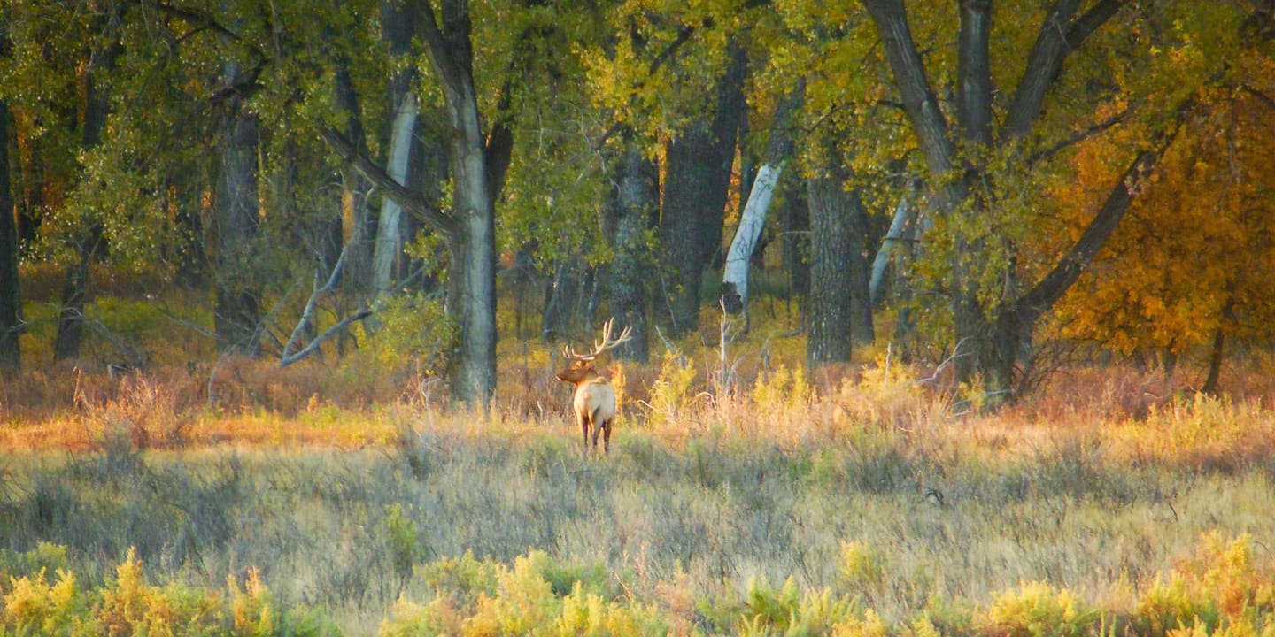 A bull elk in tall grass under cottonwoods in fall color